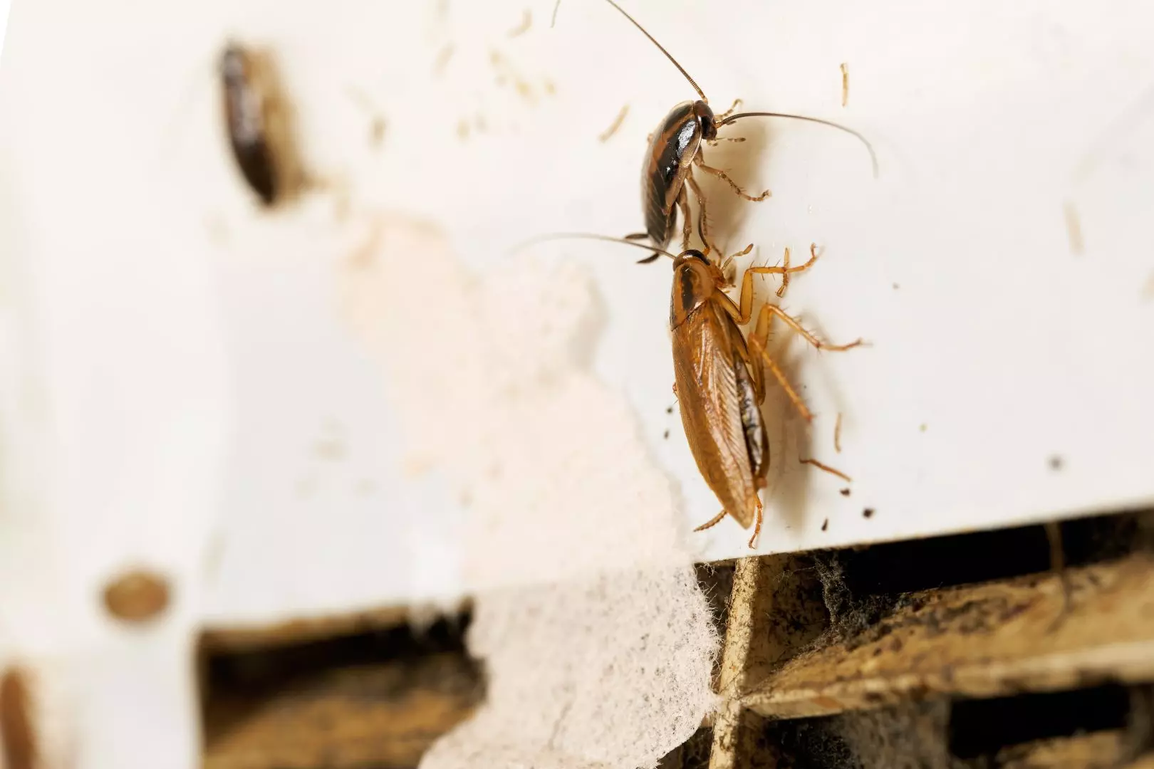 Cockroach Pest Control Stone