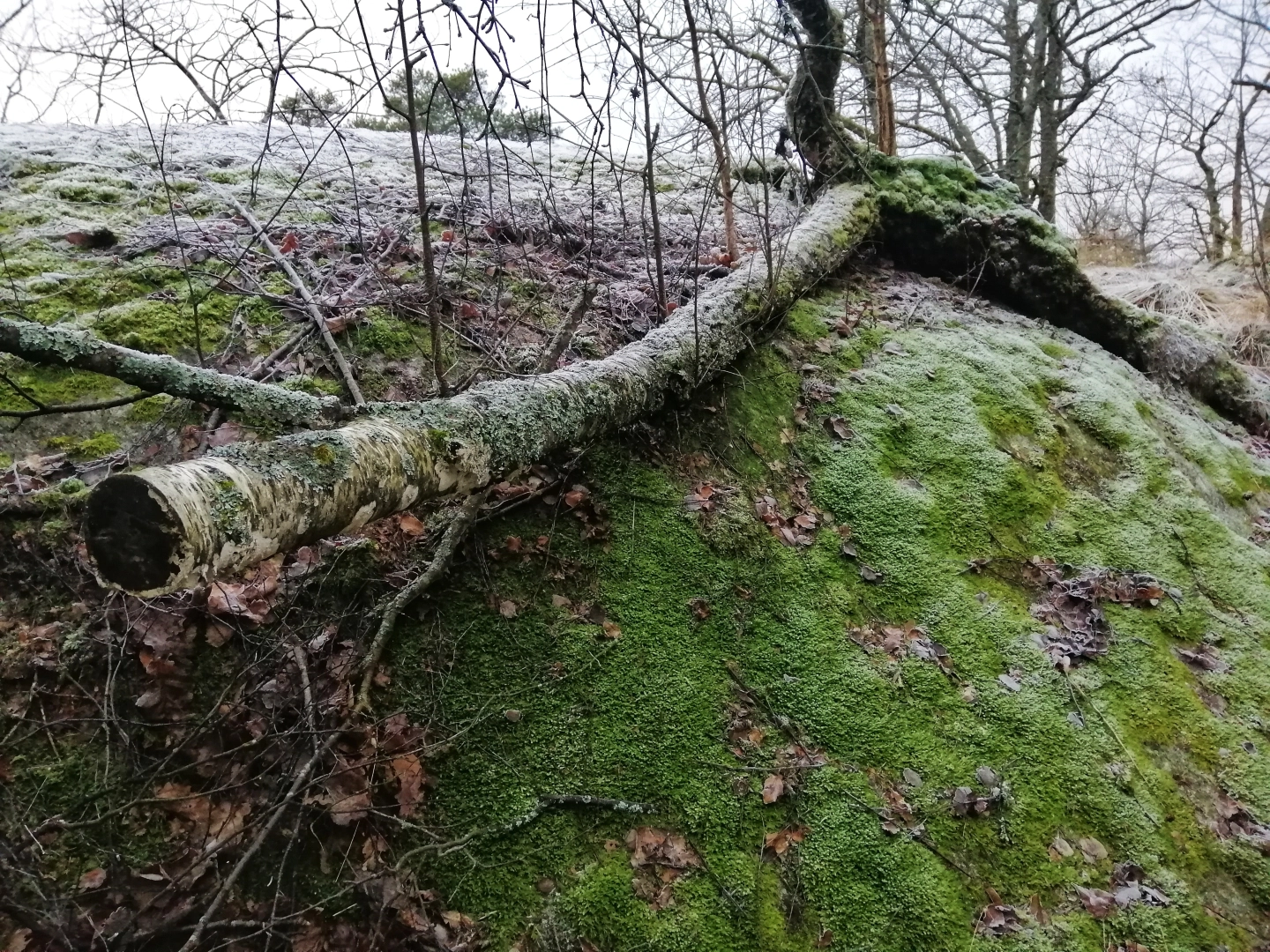 Storm Damage - Is Your Tree Dangerous?