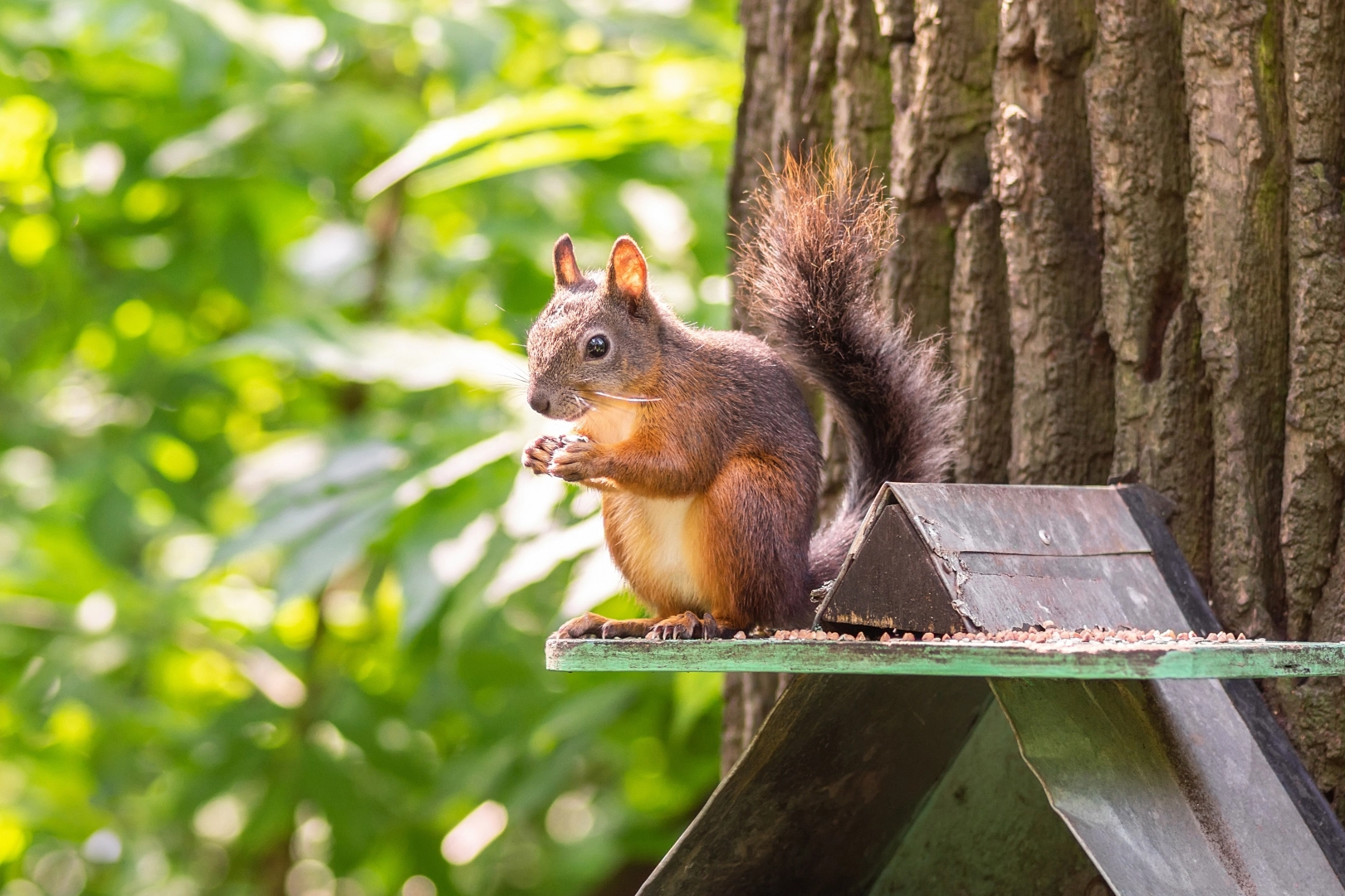 Squirrel Pest Control Burton-on-Trent and Staffordshire | Squirrel treatment Services
