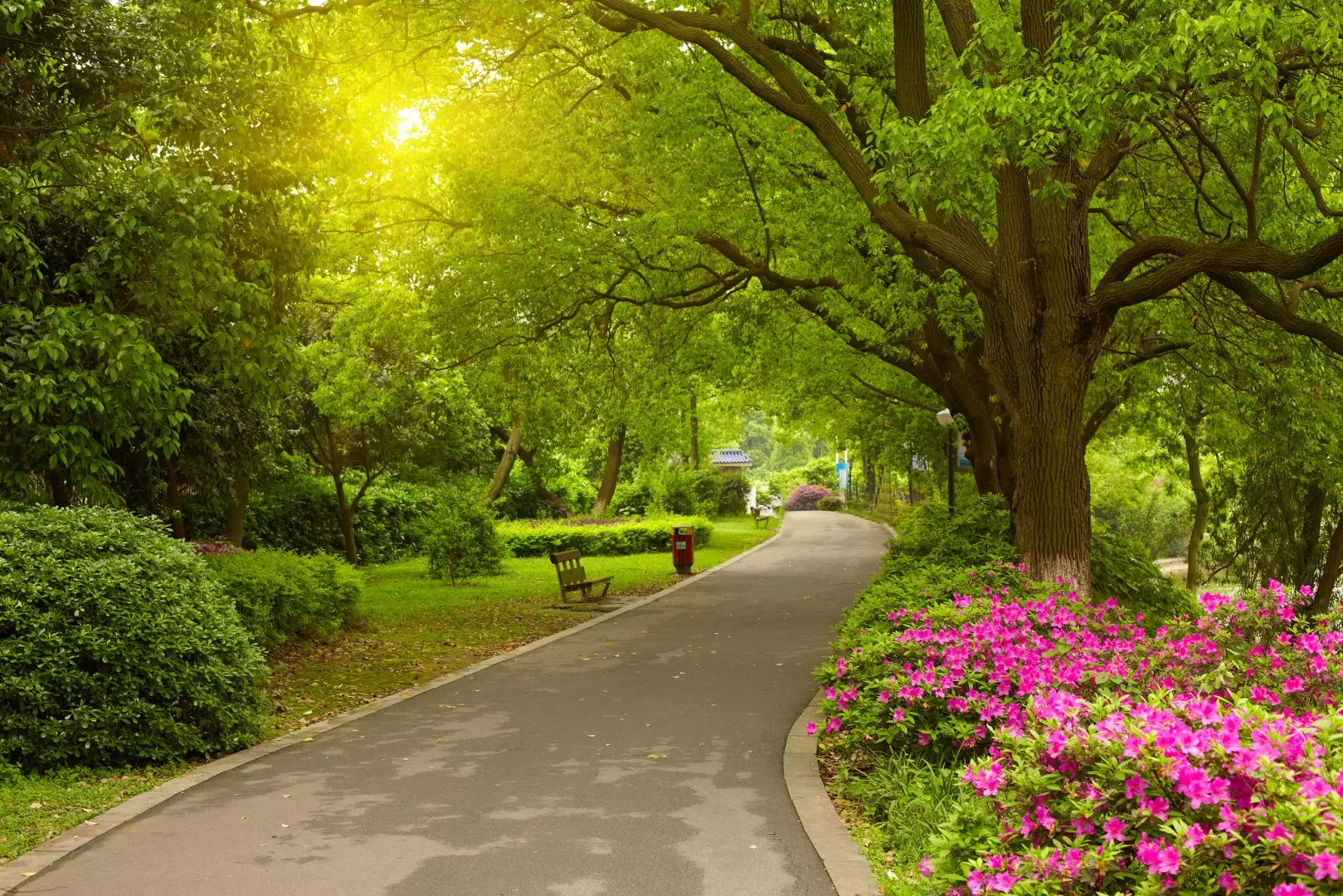 Tree-lined park road