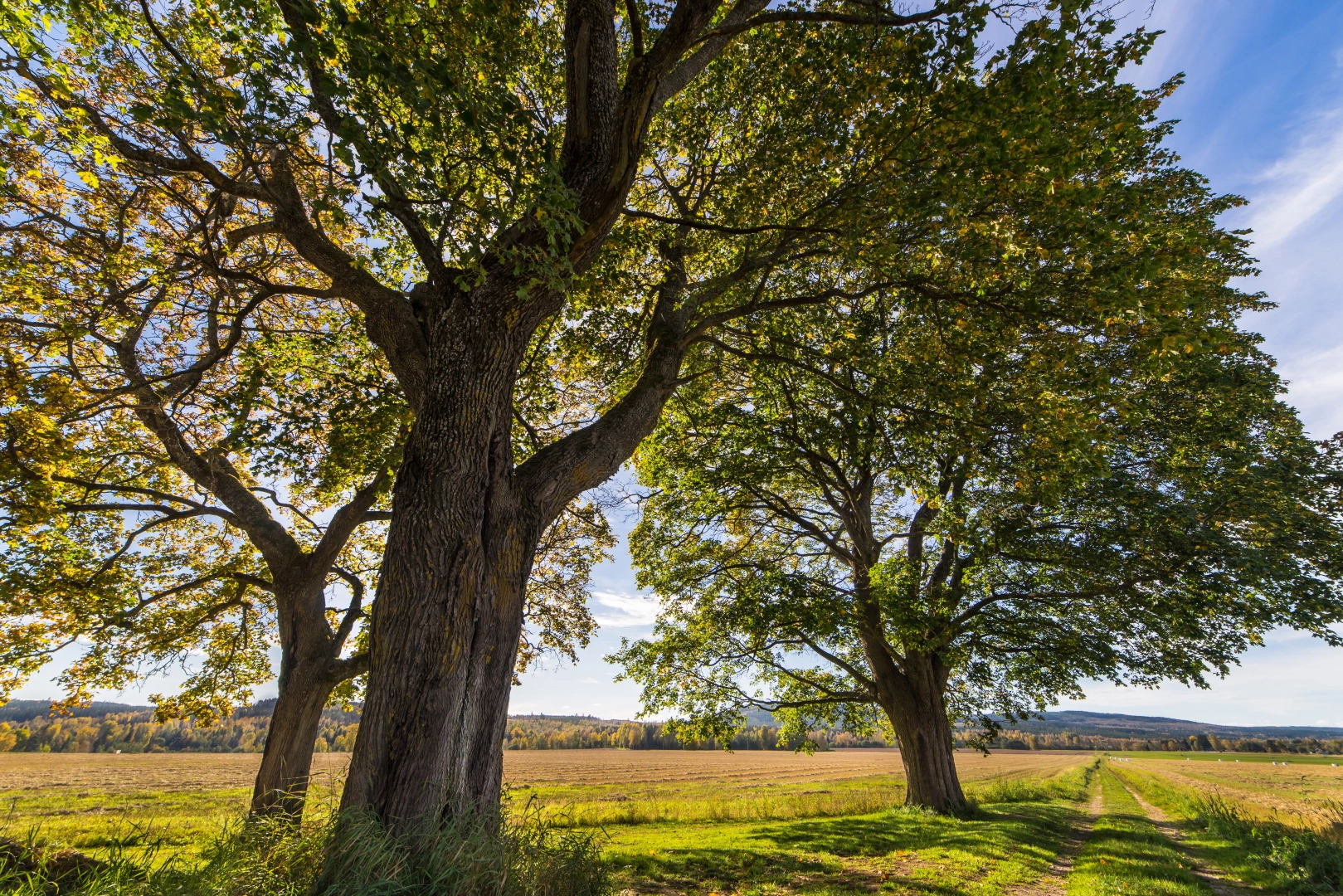 Blocking Light - When Should You Call a Tree Surgeon?
