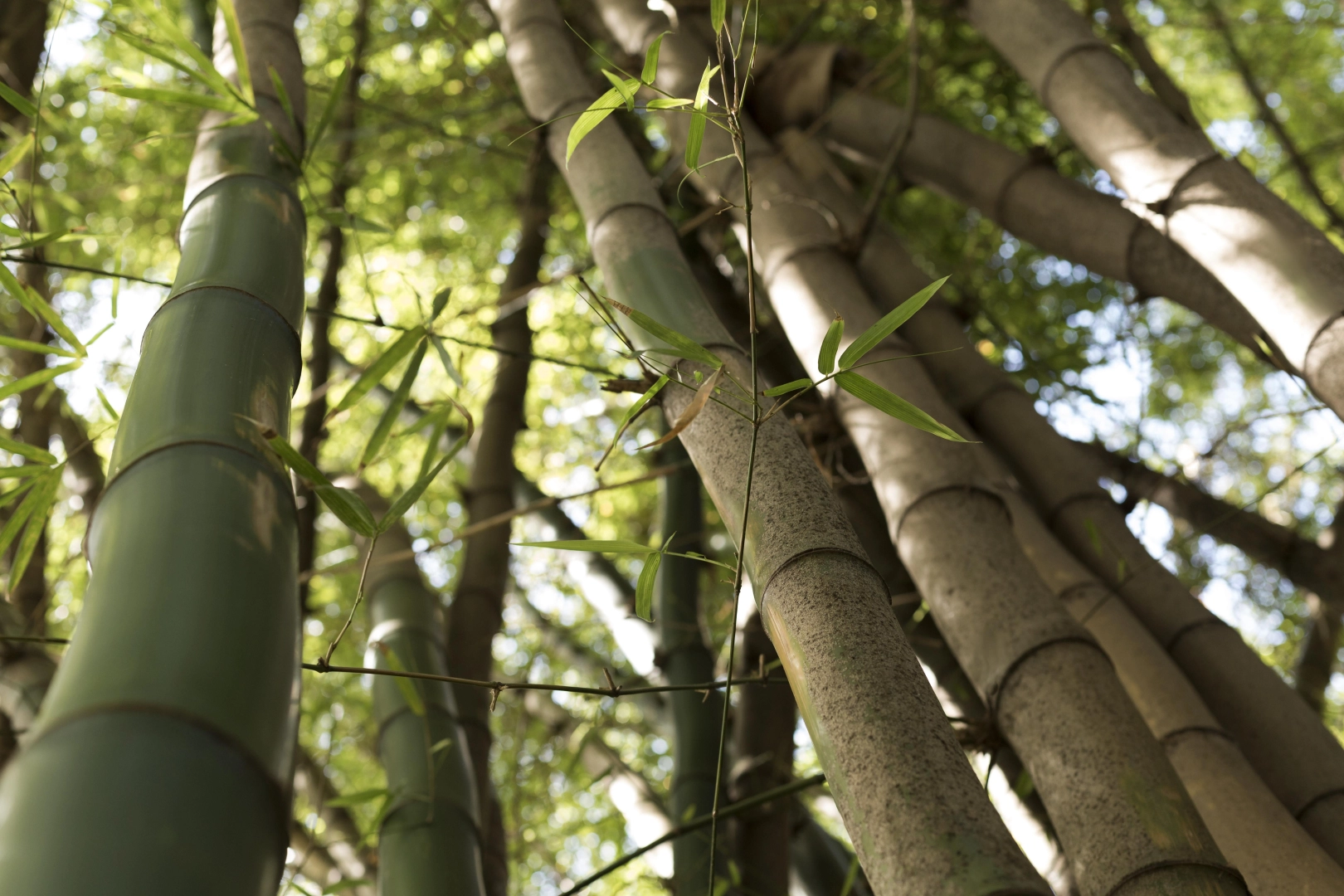 Bamboo Removal Service Essex, London and UK Wide