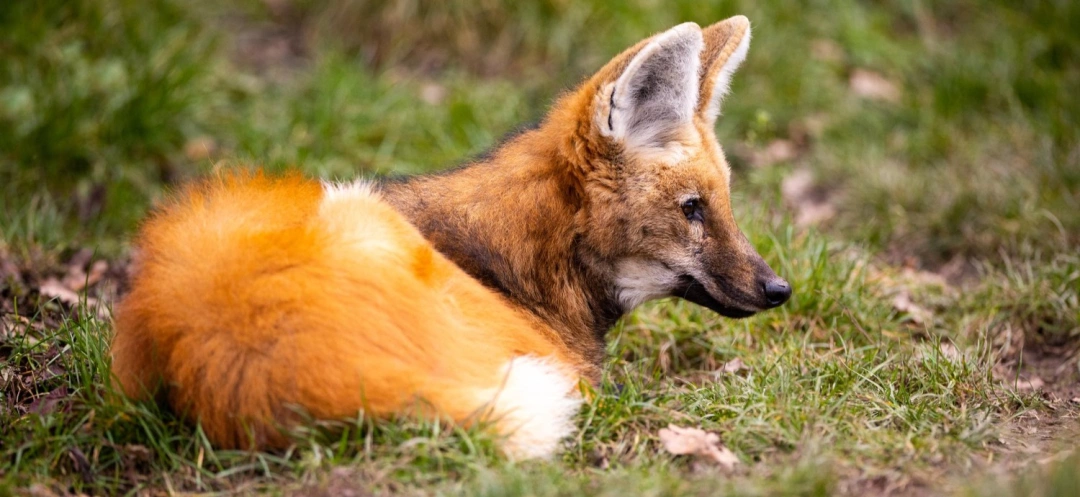 Is It Illegal To Remove Wildlife Without A Licence In The UK?