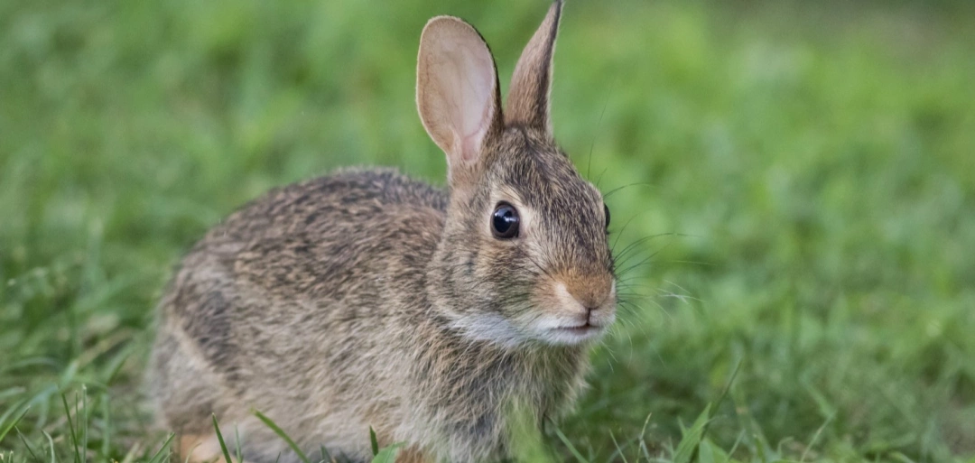 How Much Does Professional Wildlife Control Cost In The UK?