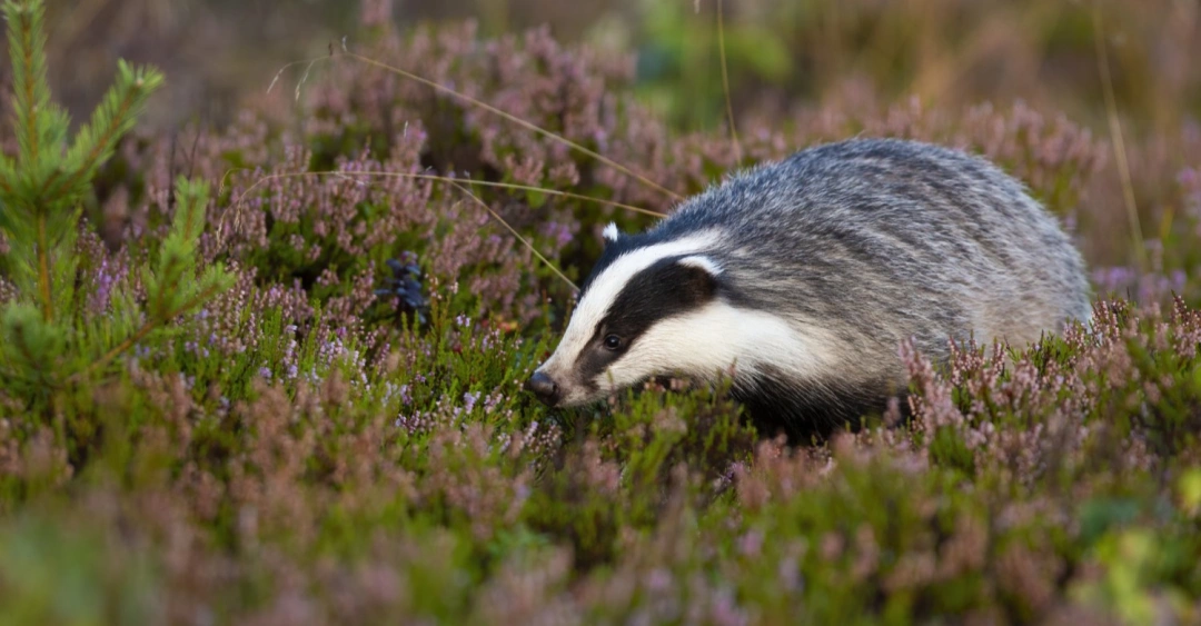 Wildlife Control Vs Pest Control What’s The Difference?