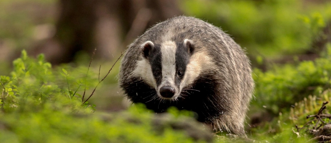 When To Call A Wildlife Control Professional In The UK