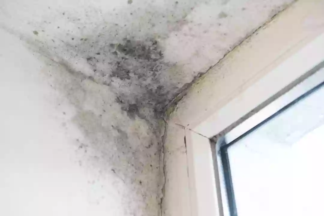 Identifying The Various Types Of Damp