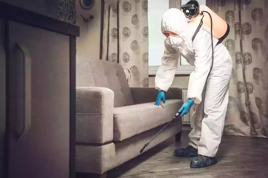 The Top Pest Control Techniques Used By Professionals For Maximum Effectiveness