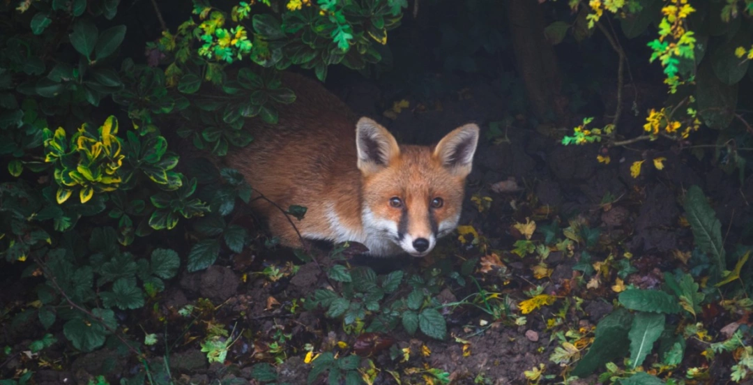 Signs You May Have A Wildlife Problem On Your Property