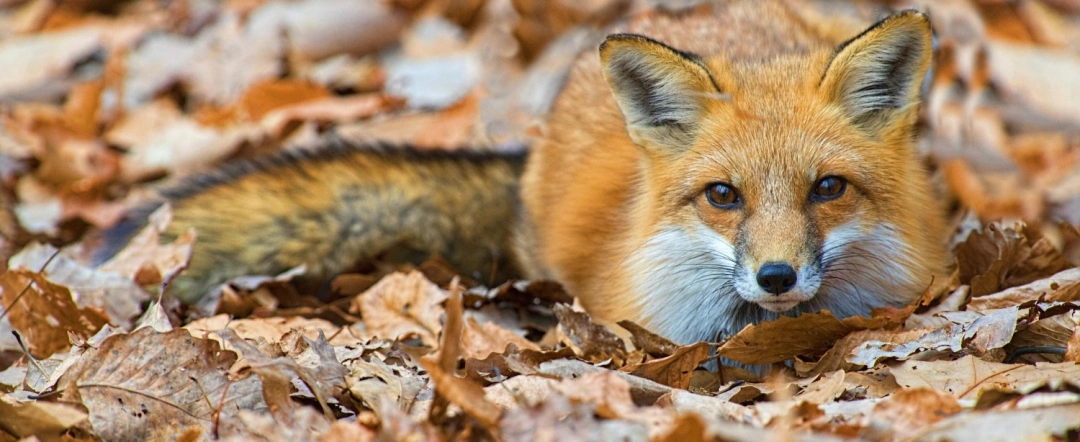 What To Do If You Discover A Wild Animal In Your Home