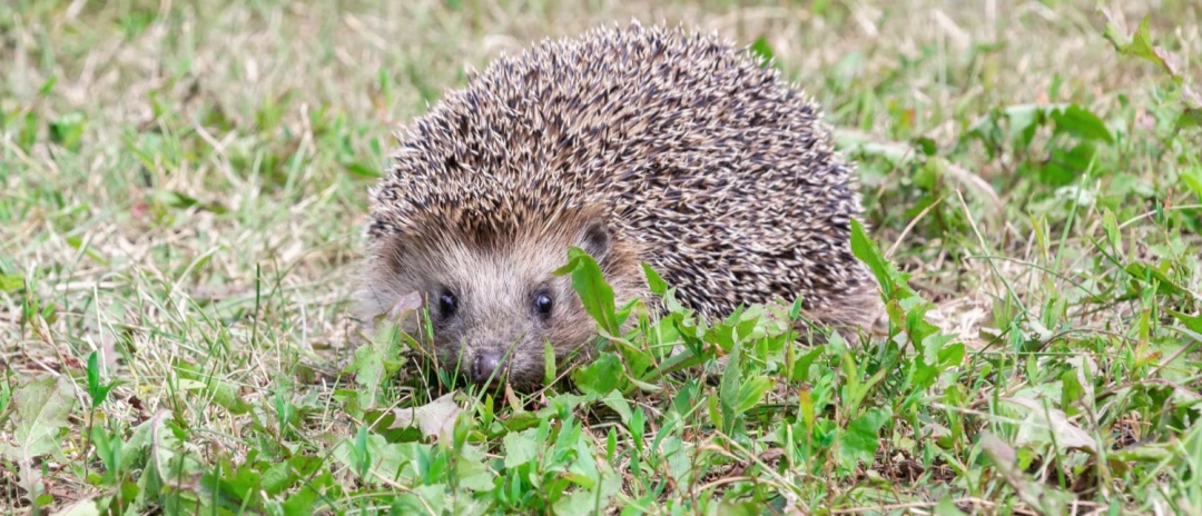 How To Prevent Wildlife From Entering Your Home Or Garden