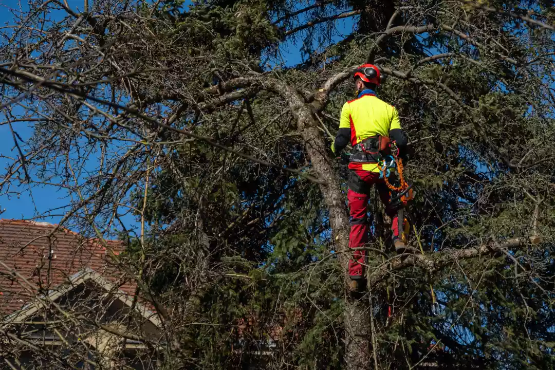 Top Services Tree Surgeons Can Carry Out