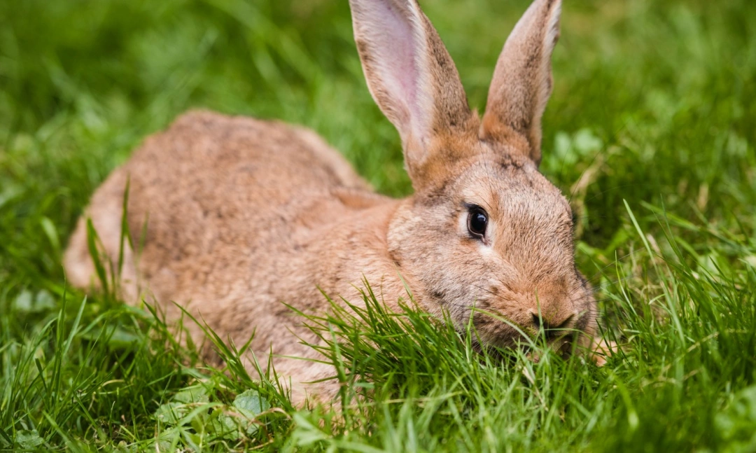What To Expect During A Wildlife Control Visit UK