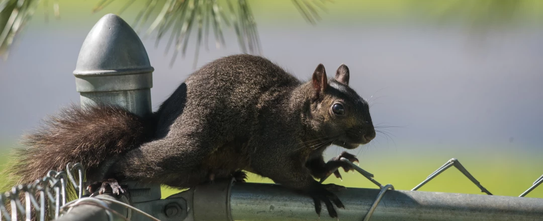 Wildlife Control For Landlords and Property Managers