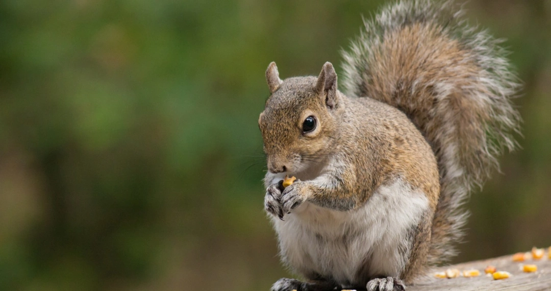 How Wildlife Control Services Remove Animals Safely and Humanely