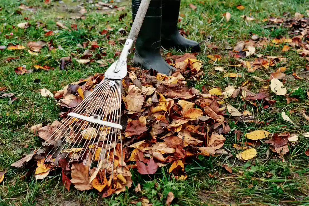 A Beginner's Guide To Professional Garden Clearance