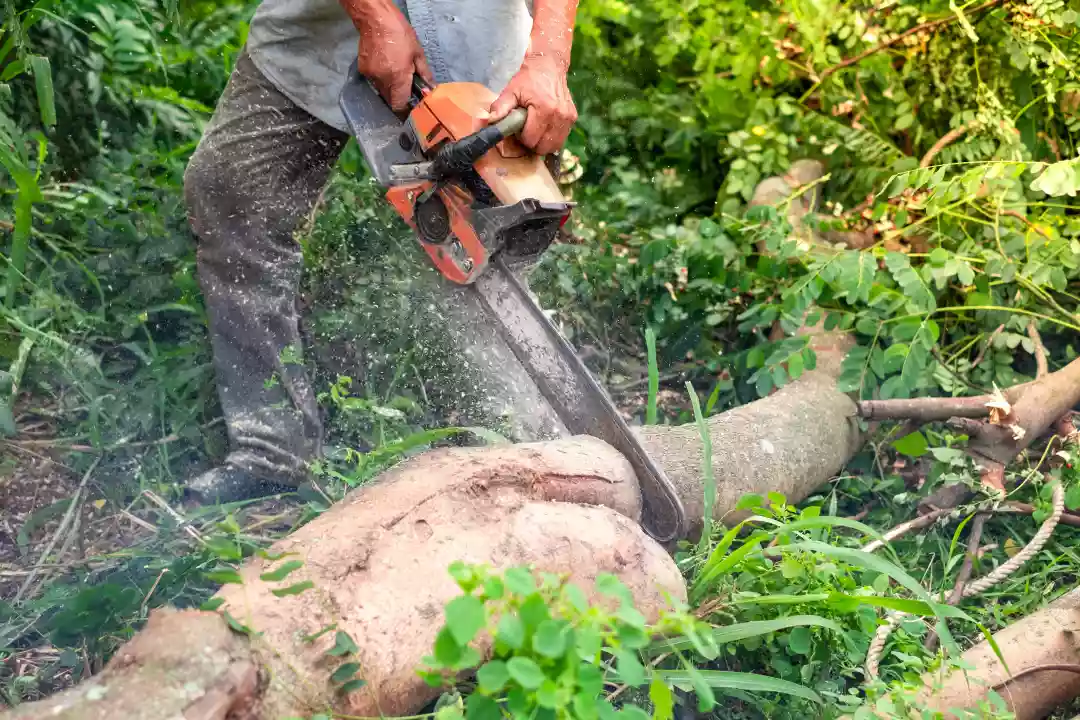 Important Reasons Why You Need Tree Surgeons