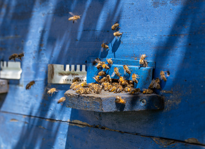 Wasps Nests and Bees