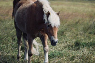 Pony Riding