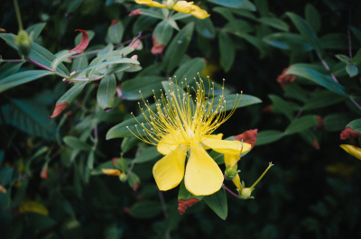 ST John's Wort