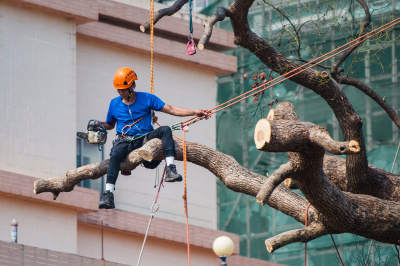 Tree Cutting Equipment Hire