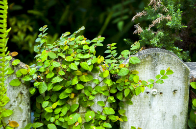 Overgrown Garden