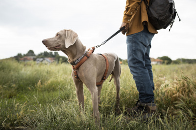 Dog Walking