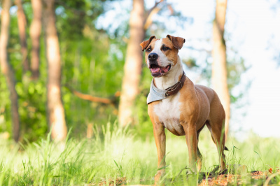 Boarding Kennels