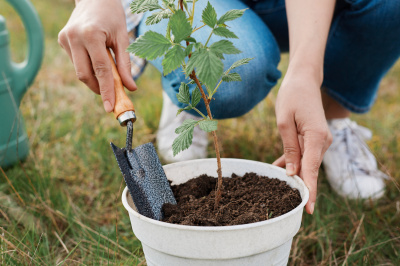 Shrub Planting