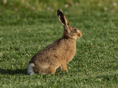 Rabbit Control Services