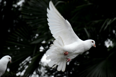 Dove Releasing