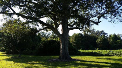 Tree Preservation Orders