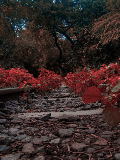 Leaf Clearance