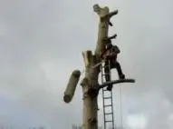 Collier's Tree Surgery