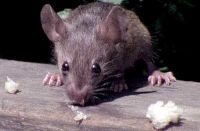 Manchester  Pest Control Services Logo