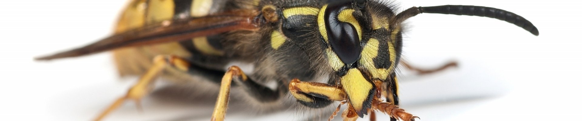 Wasp Nest Removal in Southampton