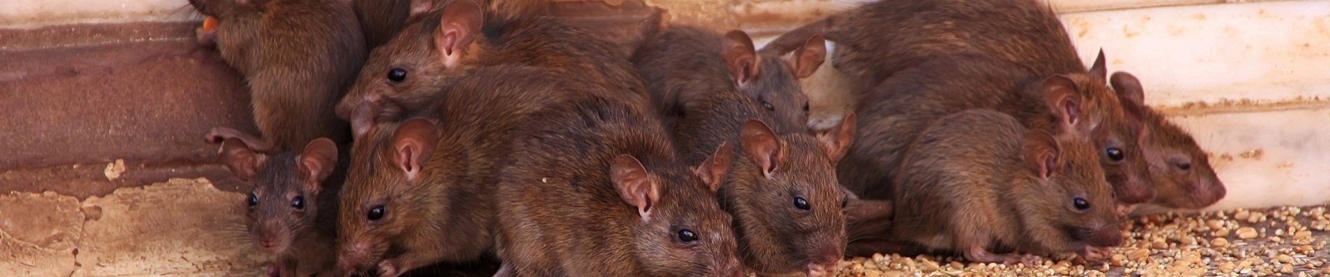 Rat Removal in Portsmouth